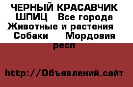 ЧЕРНЫЙ КРАСАВЧИК ШПИЦ - Все города Животные и растения » Собаки   . Мордовия респ.